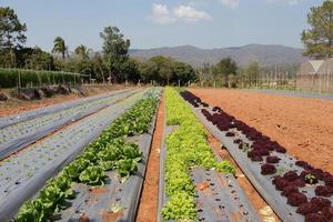 Campo de plantación de lechuga. luz del dia Grecia foto