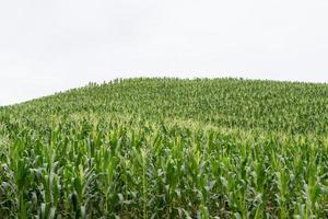 campo verde de maíz creciendo foto