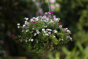 Hanging basket of flowers photo