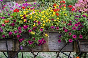 Flowers on the wagon photo