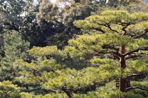 jardín japonés en el famoso kinkakuji foto