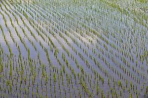 campos de arroz, comenzaron a crecer en el campo foto