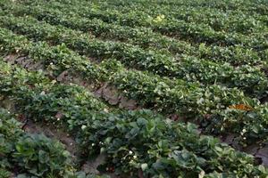 Strawberry Field or Strawberry photo