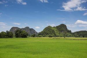 landscape grass of Rice meadow with cloud and blue sky photo