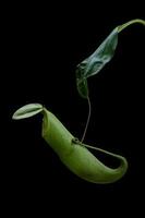 Monkey Cups - Nepenthes sp. photo