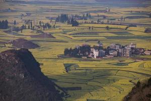 campo de flores de colza amarilla en luoping, china foto