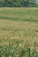 campo verde de maíz creciendo foto