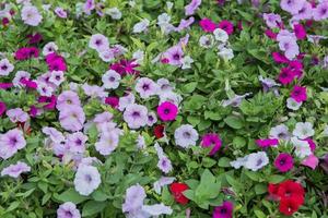 flowerbed with multicolored photo