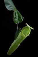 Monkey Cups - Nepenthes sp. photo