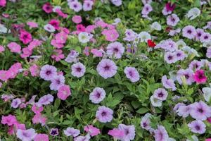 flowerbed with multicolored photo