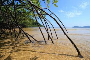 Mangrove forest in the tropical place photo