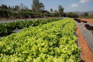 Lettuce plantation field. Day light. Greece photo