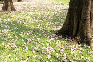 camino a través de un hermoso parque público foto