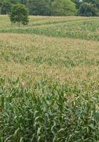 campo verde de maíz creciendo foto