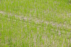 Dry crack earth at rice field photo