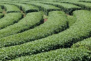 Tea plantation landscape photo