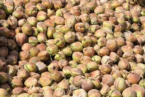 Raw green freshy coconut photo