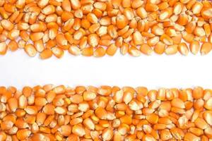 borde de granos de maíz crudo seco sobre fondo blanco foto