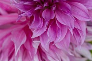 Abstract petals of a flower photo