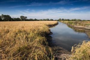 Golden paddy rice field ready for harvest photo