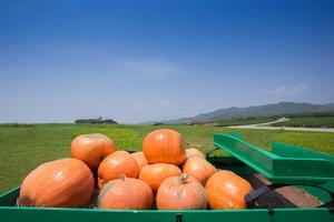 carro lleno de calabazas en la granja foto