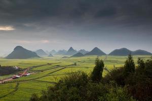 campo de flores de colza amarilla con la niebla en luoping, china foto