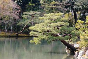 jardín japonés en el famoso kinkakuji foto