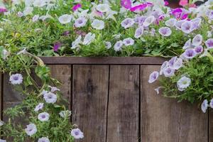 wooden fence with flowers photo