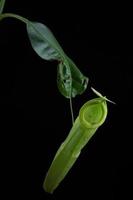 tazas de mono - nepenthes sp. foto