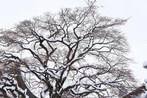 nevadas en el parque de invierno foto