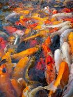 Colorful fancy carp fish, koi fish photo