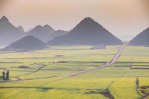 campo de flores de colza amarilla con la niebla en luoping, china foto