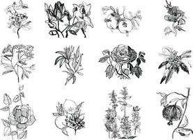Ilustraciones de flores y plantas vector