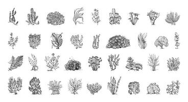 Algae Illustrations in Art Ink Style vector