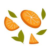 Orange slices and green tea leaves on white background. Vector illustration. Element for design, advertising, packaging of tea products