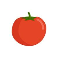 Ilustración de tomate aislado sobre fondo blanco. vector