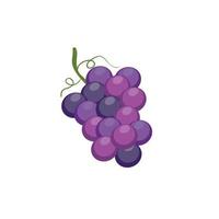 grape Illustration isolated on white background. vector