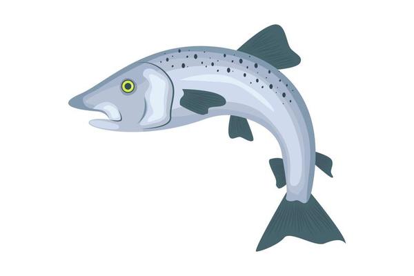 salmon fish vector illustration