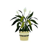 Vector illustration of a spathiphyllum isolated on white. Home plant in a pot. Interior design element.