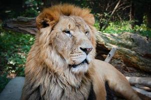 Old Lion Resting photo
