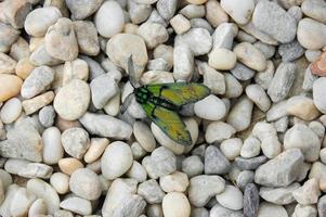 polilla verde pollanisus viridipulverulenta foto