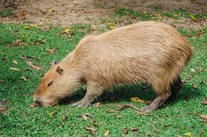 Capybara Walking And Eating Grass photo