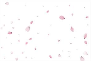 Sakura petals background. Cherry petals backdrop vector