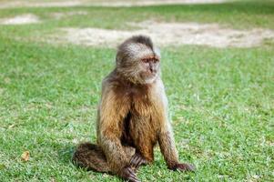 lindo mono sentado en la hierba foto