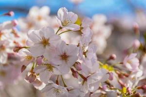 flor de cerezo flores cielo azul bakground en primavera foto