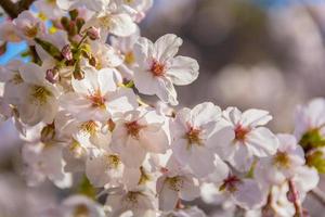 muchas flores de sakura con fondo bokeh foto