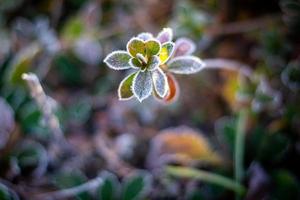 planta helada de invierno foto