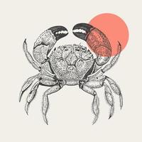 Sea crab drawn in engraving style on a light background. Seafood. Illustration for the menu of fish restaurants, for product packaging. Vector vintage illustration.