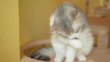 chat se toilettant à la maison. chat léchant les pattes et se lavant le visage. video