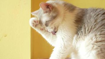 cat grooming itself at home. cat licking paws and washing face. video